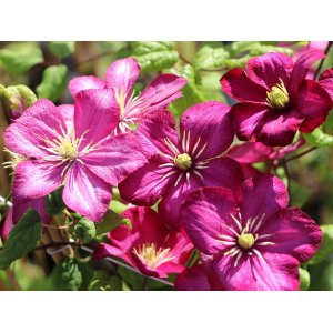 Plamienok (Clematis) ´VILLE DE LYON´ - výška 40-60 cm, kont. P17